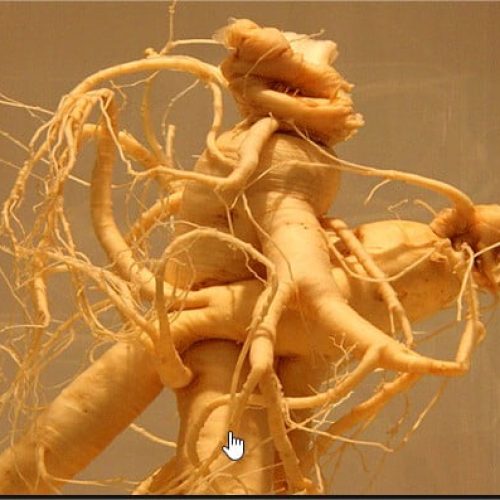 Pffáfia plantas medicinais