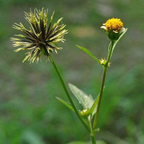 Uma planta medicinal amiga do fígado. para melhorar a visão