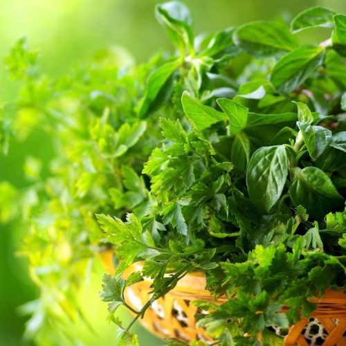 O poejo é uma das plantas medicinais para problemas respiratórios.