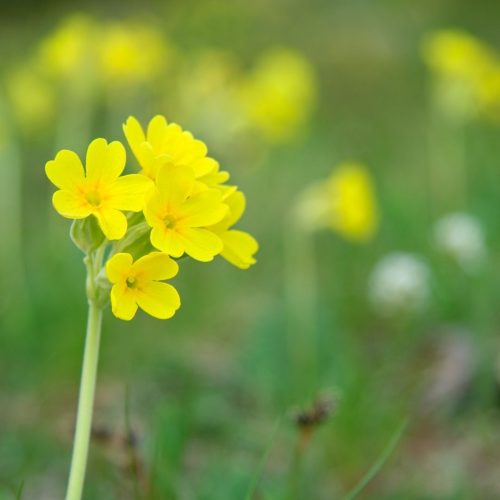 Prímula - planta medicinal