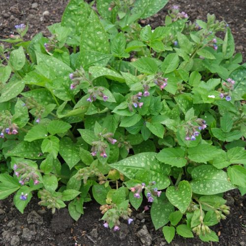 A pulmonária é uma planta medicinal para problemas nos pulmões.