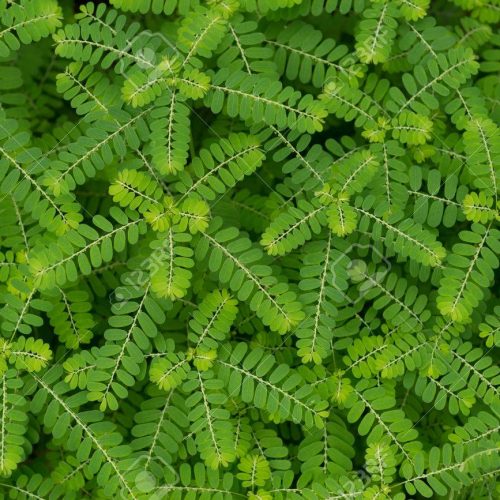 Quebra-pedra, planta medicinal diurética.