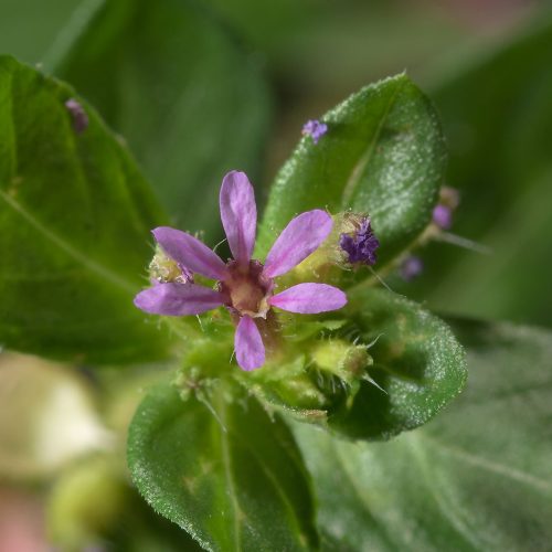 Sete sangrias, uma planta medicinal para a circulação.