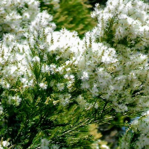 Melaleuca Tea Tree planta medicinal