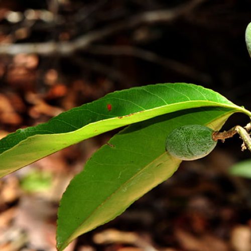 Uxi Amarelo é uma das plantas medicinais que tratam miomas