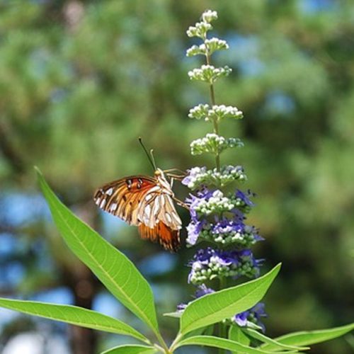 Agnocasto é uma planta medicinal repositora hormonal.