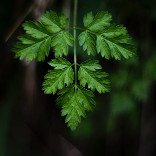 A salsa é uma planta medicinal e culinária.