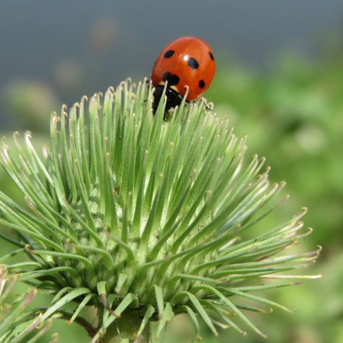 A bardana é uma das plantas medicinais purificadoras.
