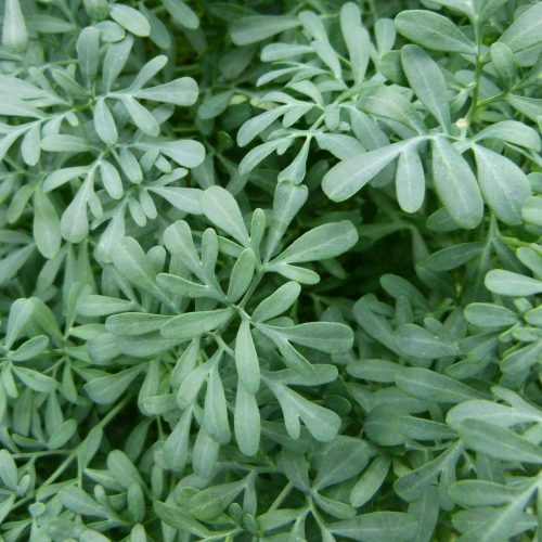 Arruda, planta medicinal energética.