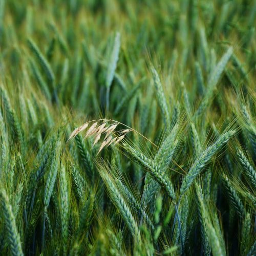 A aveia é uma planta medicinal e nutritiva,