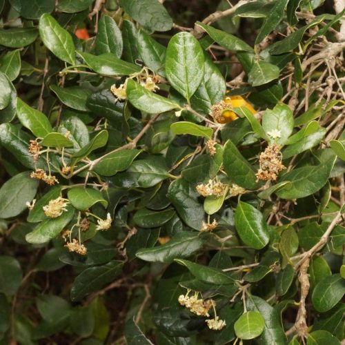 O Boldo do Chile é uma das plantas medicinais digestivas.