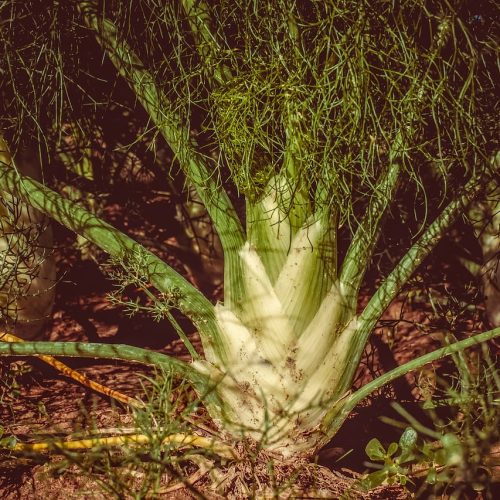 Funcho Plantas Medicinais