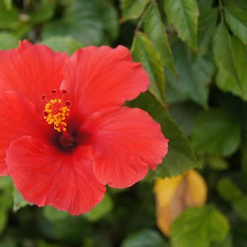 O hibisco é uma planta medicinal refrescante.