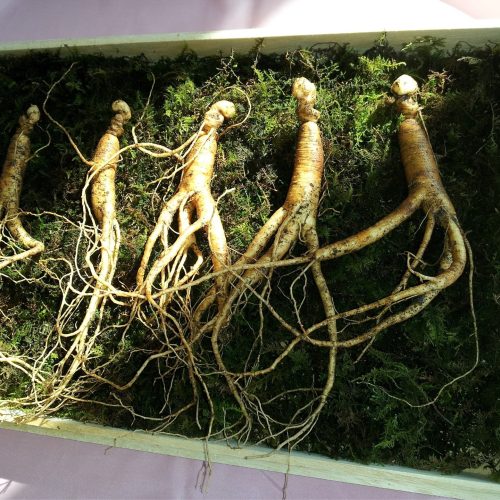 Ginseng é uma das plantas medicinais tônicas.