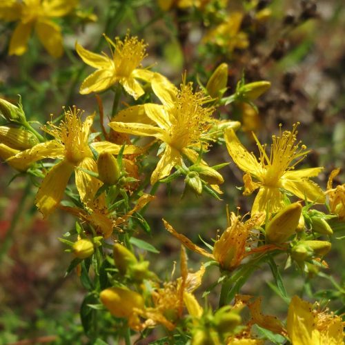 HIpérico, uma das melhores plantas medicinais para tratamento do sistema nervoso.