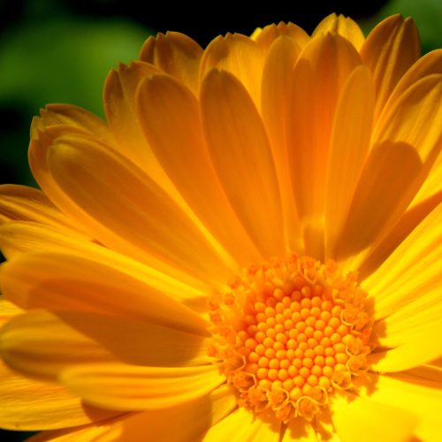 Calêndula Plantas Medicinais