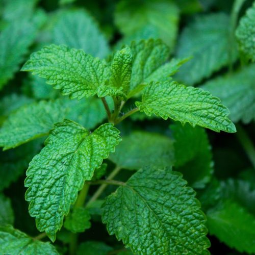 Melissa, planta medicinal calmante.