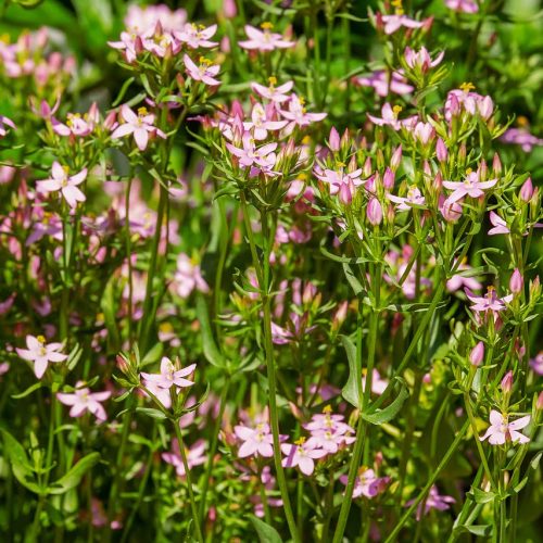 Fel da Terra é uma das plantas medicinais amargas