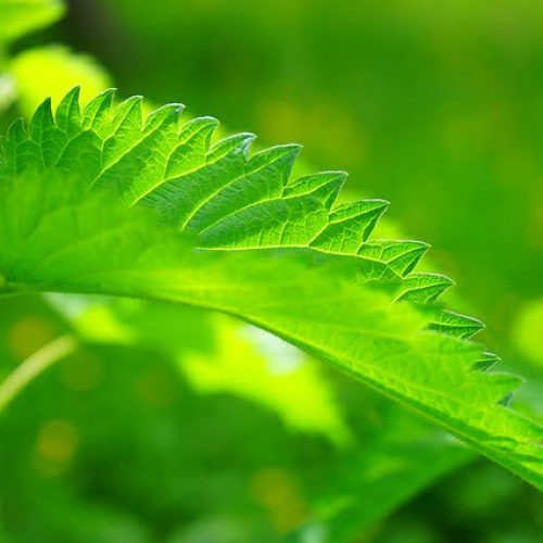 A urtiga é uma das plantas medicinais purificadoras do sangue.