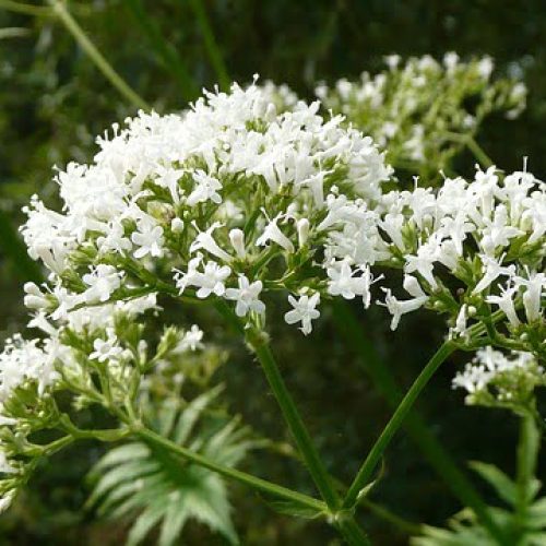 Valeriana, uma das plantas medicinais ansiolíticas.