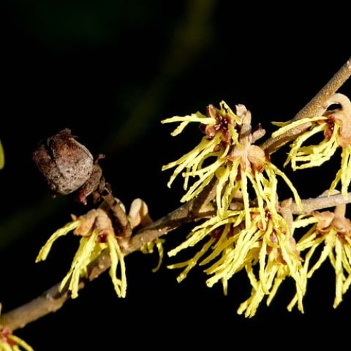 Hamamélis, planta medicinal venotrópica.
